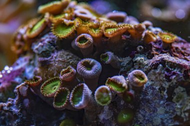 Deniz akvaryumundaki renkli mercanlar. makro fotoğrafçılık