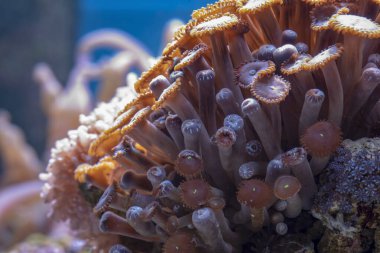 Deniz akvaryumundaki renkli mercanlar. makro fotoğrafçılık
