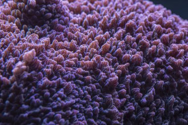 Deniz akvaryumundaki renkli mercanlar. makro fotoğrafçılık