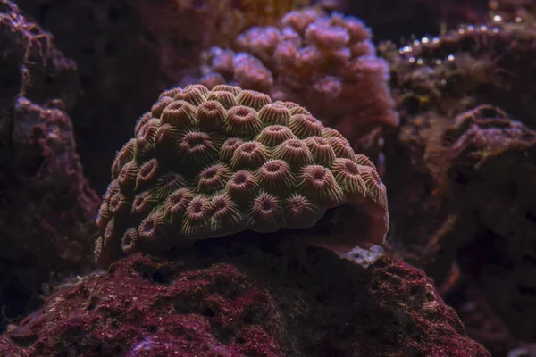 海の水族館のサンゴですマクロ写真 — ストック写真