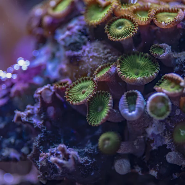 Corales de colores en un acuario marino. macrofotografía — Foto de Stock