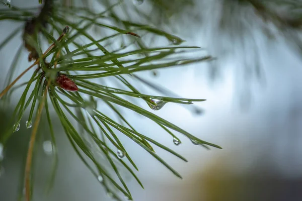 Drops of water after a thaw on the needles of spruce branches. Close-up photo — Stock Photo, Image