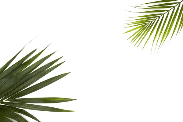 Frame Voor Tekst Van Groene Palmbladeren Een Witte Achtergrond Minimale — Stockfoto