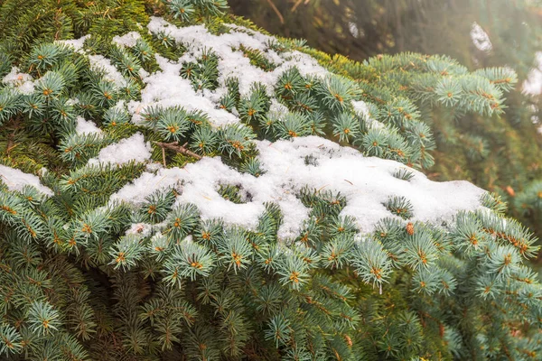 햇빛을 받는 푸른 가문비나무 가지에 쌓인 눈. — 스톡 사진