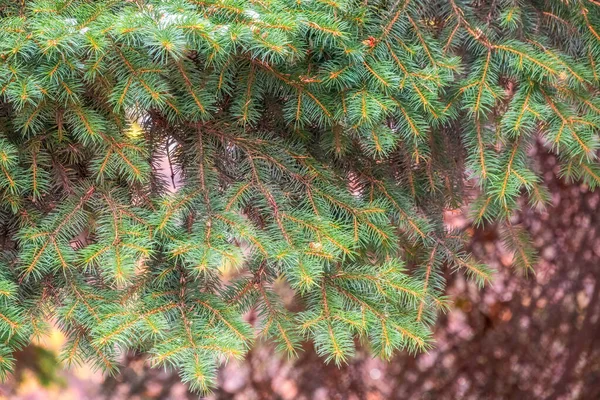 Ramos de abeto verde à luz do sol . — Fotografia de Stock