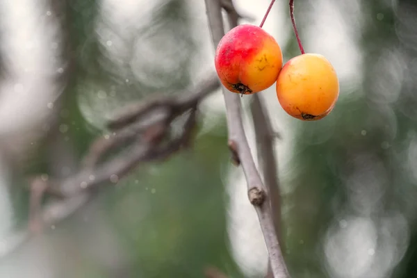 Dwa jabłka po zamarzaniu na jesiennych gałęziach z opadłymi liśćmi. — Zdjęcie stockowe