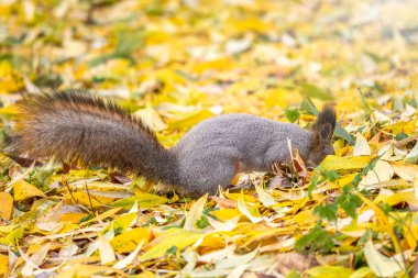 Sonbaharda sincap yere fındık saklar.
