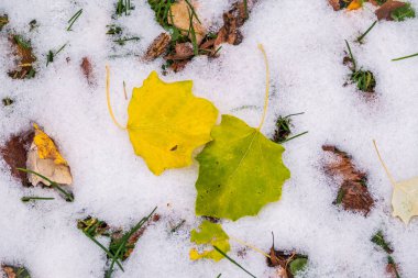 Sonbaharda yeşil çimlerde ilk kar ve düşen yapraklar. Sarı ve yeşil yapraklar çimlerin üzerinde karla kaplı.