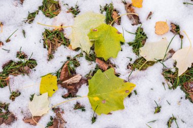 Sonbaharda yeşil çimlerde ilk kar ve düşen yapraklar. Sarı ve yeşil yapraklar çimlerin üzerinde karla kaplı.