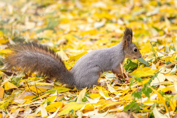 Jesienna wiewiórka siedzi wśród opadłych żółtych liści. — Zdjęcie stockowe