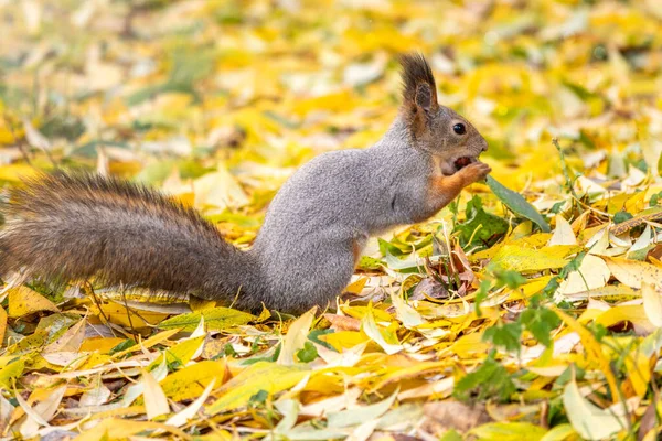 Autumn squirrel sits among the fallen yellow leaves.