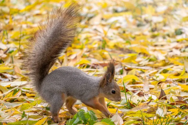 Tupai di musim gugur menyembunyikan kacang-kacangan di tanah dengan daun kuning jatuh — Stok Foto