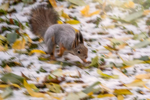 L'écureuil traverse rapidement le parc d'automne . — Photo