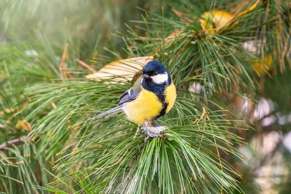 Eine Meise sitzt auf grünen Fichtenzweigen. — Stockfoto