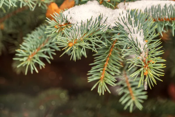 Neige sur les branches d'épinette verte au soleil . — Photo