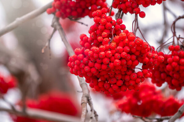 Red rowan berries in the fall on branches with fallen leaves.