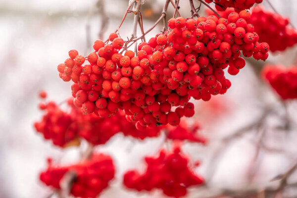 Red rowan berries in the fall on branches with fallen leaves.