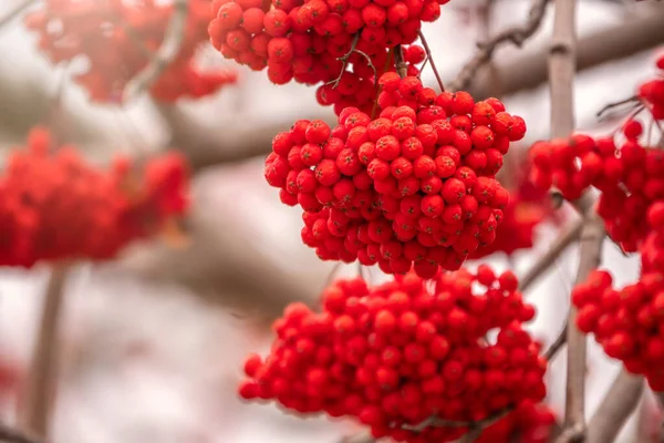 붉은 로완 열매가 낙엽이 떨어지는 나뭇가지에 떨어지는 모습. — 스톡 사진