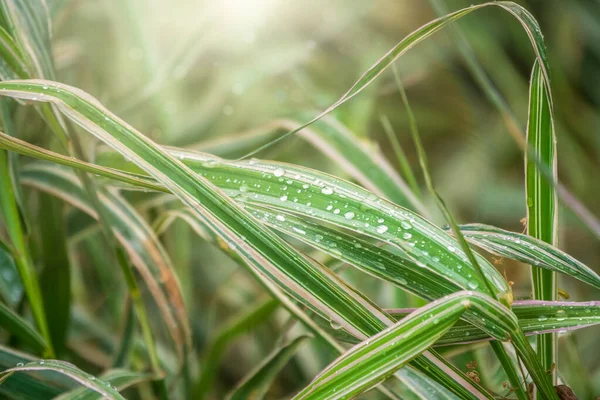 Autumn grass with dew drops in the sunlight.