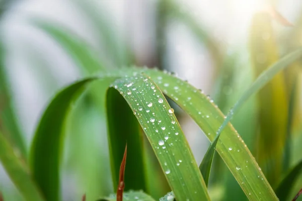 Autumn grass with dew drops in the sunlight.