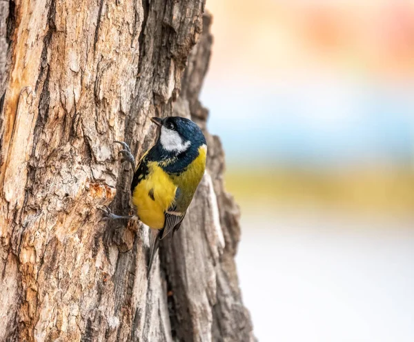 Una teta está buscando comida en el tronco de un árbol . —  Fotos de Stock