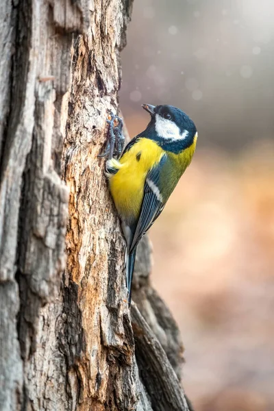 Eine Meise sucht auf einem Baumstamm nach Nahrung. — Stockfoto