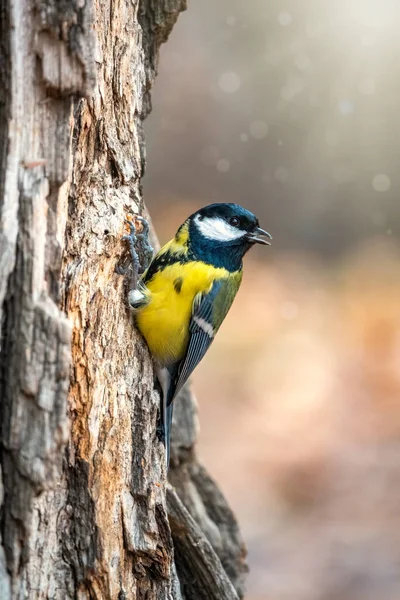 Una teta está buscando comida en el tronco de un árbol . —  Fotos de Stock