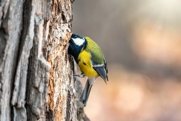 Una teta está buscando comida en el tronco de un árbol . —  Fotos de Stock