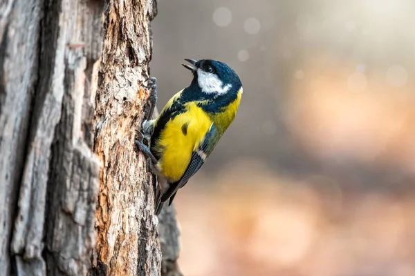 Eine Meise sucht auf einem Baumstamm nach Nahrung. — Stockfoto