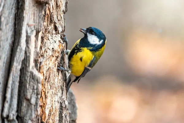 Eine Meise sucht auf einem Baumstamm nach Nahrung. — Stockfoto