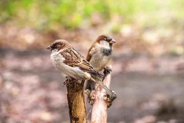 Twee mussen zitten op een tak met een wazige achtergrond.. — Stockfoto