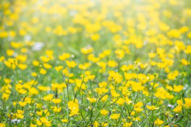 Sarı kır çiçekleri olan yeşil çayır.