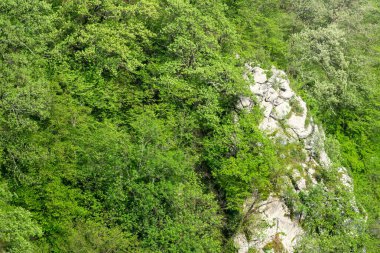 Yoğun yeşil ormanda kayalık uçurum. Dağ ormanında bahar renkleri.