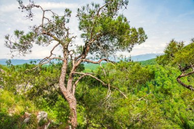 İlkbaharda yeşil bir dağ yamacında çamlar.
