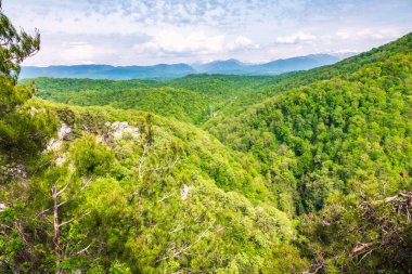 Elektrik hatları olan yeşil bir vadi dağında sık bir orman. Kar kaplı dağlar ufukta görünüyor.