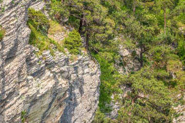 Yoğun yeşil ormanda kayalık uçurum. Dağ ormanında bahar renkleri.