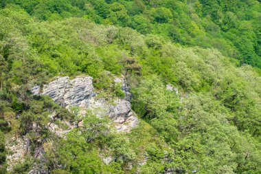 Yoğun yeşil ormanda kayalık uçurum. Dağ ormanında bahar renkleri.