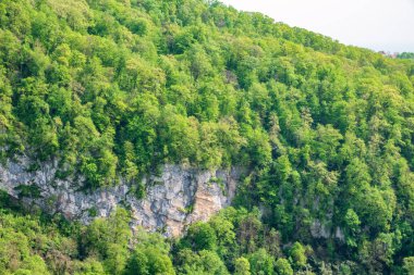 Yoğun yeşil ormanda kayalık uçurum. Dağ ormanında bahar renkleri.