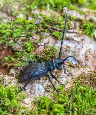 Beetle Large Oak Barbel - Cerambyx Cerdo. Böcek oduncusu.