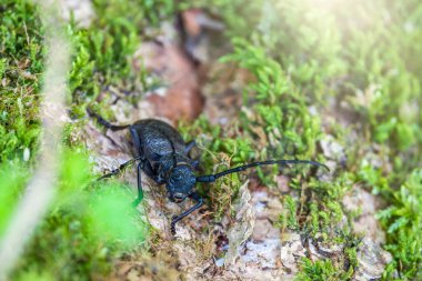 Beetle Large Oak Barbel - Cerambyx Cerdo. Böcek oduncusu.