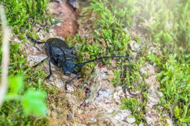 Beetle Large Oak Barbel - Cerambyx Cerdo. Böcek oduncusu.