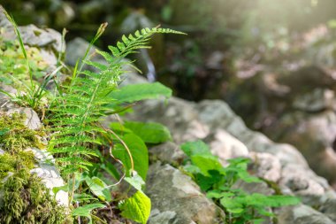 Ortak polypody eğrelti otu Polypodium vulgare kalın yosun arasında yetişir.