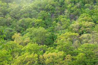 Yamaç üzerinde kalın yeşil orman. Dağ ormanında bahar renkleri.