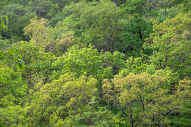 Yamaç üzerinde kalın yeşil orman. Dağ ormanında bahar renkleri.