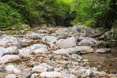 Taşlı bir kanaldaki nehir yoğun yeşil bir ormanın içinden akar..