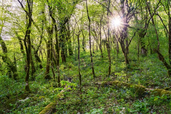 Sun through trees overgrown with moss in dense forest