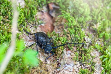 Beetle Large Oak Barbel - Cerambyx Cerdo. Böcek oduncusu.