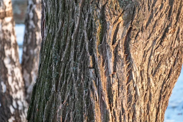 Struktura kůry staré vrby — Stock fotografie