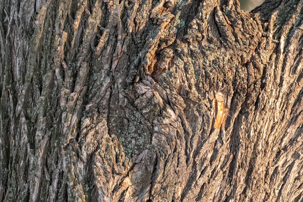 Egy öreg fűzfa kérgének textúrája — Stock Fotó
