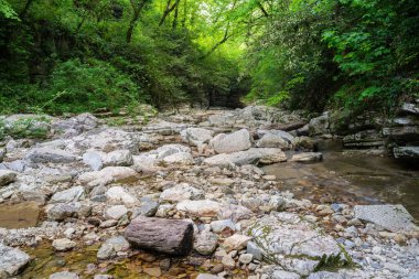Taşlı bir kanaldaki nehir yoğun yeşil bir ormanın içinden akar..